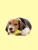 gustosso-yellow2.webp