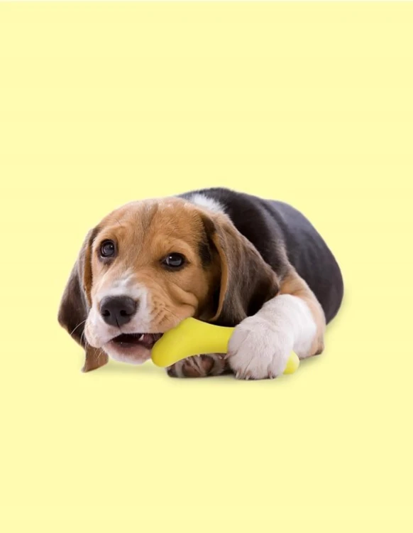 gustosso-yellow2.webp