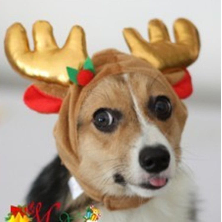 Świąteczna czapka dla psa Christmas Elk