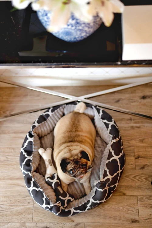 Chloes-Home-photosession-2022-6.jpg
