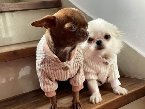 Ubranko dla psa  Cute Dog New York Beige