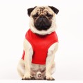 MP1992 - MOOREA Dog.jpg
