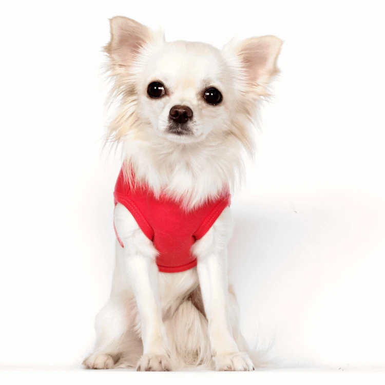 MP1989 - COLINE T-Shirt Dog.jpg