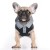 MP1988 - TRISTAN Dog.jpg