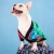 GDog_sweter_dla_psa_pies2.webp