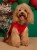 świąteczna-sukienka-dla-psa-xmas-dog.jpg