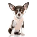 MP2154 - JUSTINE - Dog.jpg