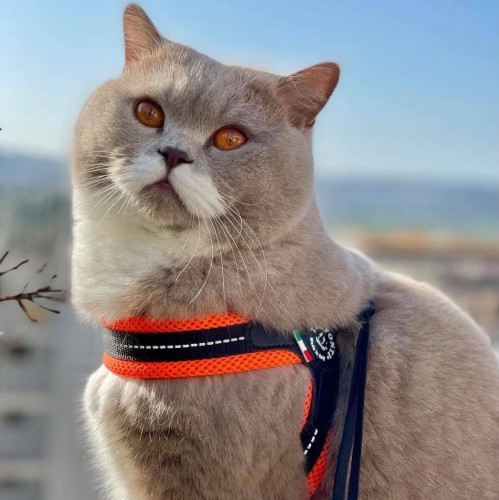 lekkie szelki dla psa i kota tre ponti mesh orange pomarańczowe