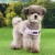 szelki bezuciskowe dla psa puppia kealoha violet