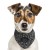 MP1960 SCOTT Noir Dog.jpg