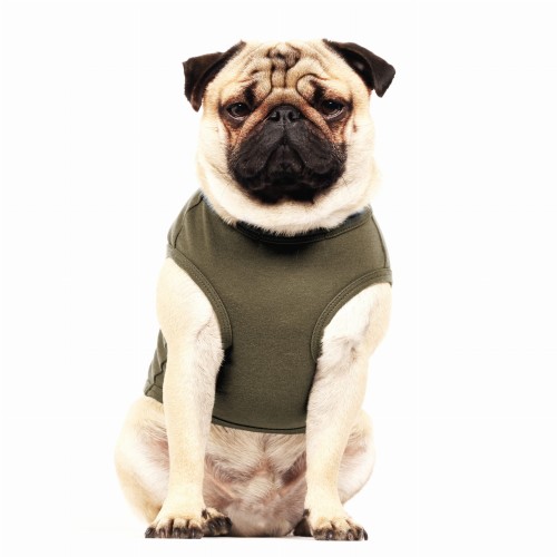 MP2288 - MIKI Dog.jpg