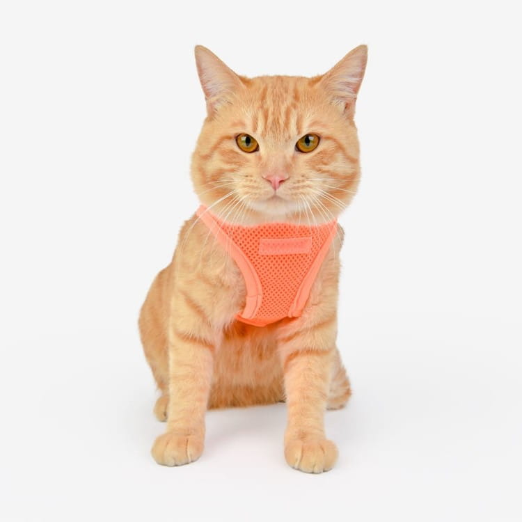 Bezuciskowe szelki kamizelka dla psa i kota puppia soft neon orange pomarańczowe
