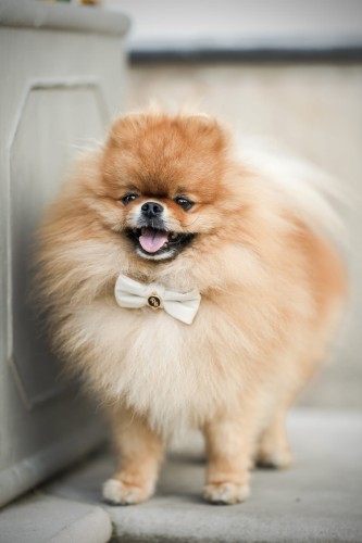 lekka elegancka miękka obroża mucha dla psa i kota petstories velvet creme