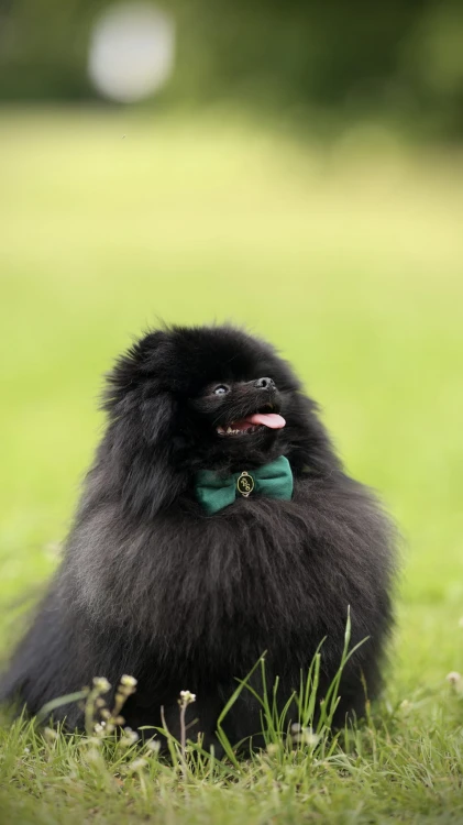 lekka elegancka miękka obroża mucha dla psa i kota petstories velvet zielona