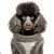 MP2333 - ENOLA Dog 2.jpg