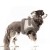 MP2333 - ENOLA Dog.jpg