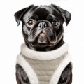 MP2338 - KASPAR Dog 2.jpg