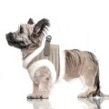 MP2338 - KASPAR Dog.jpg
