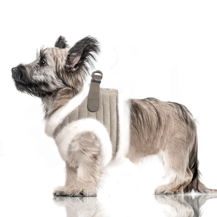 MP2338 - KASPAR Dog.jpg