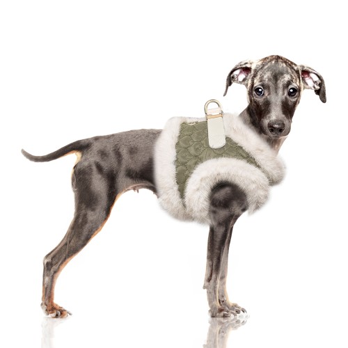 MP2331 - CLARICE Dog.jpg