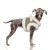 MP2331 - CLARICE Dog.jpg