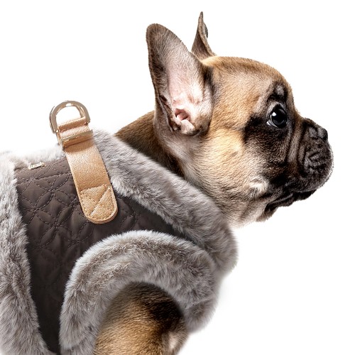MP2334 - MERYL Dog 2.jpg
