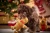 WOLTERS-Candyman neues Moodbild.webp