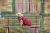 WOLTERS_Winterjacke_Amundsen_rot_web_005_1920x1920.webp