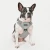 jarek-harness-h (3).webp