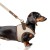 MP2356 - JAVA Dog.jpg