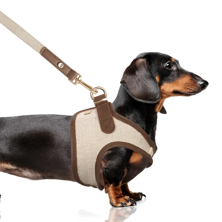 MP2356 - JAVA Dog.jpg
