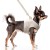 MP2353 - FUJI Taupe Dog.jpg