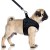 MP2358 - ZELIG Dog.jpg