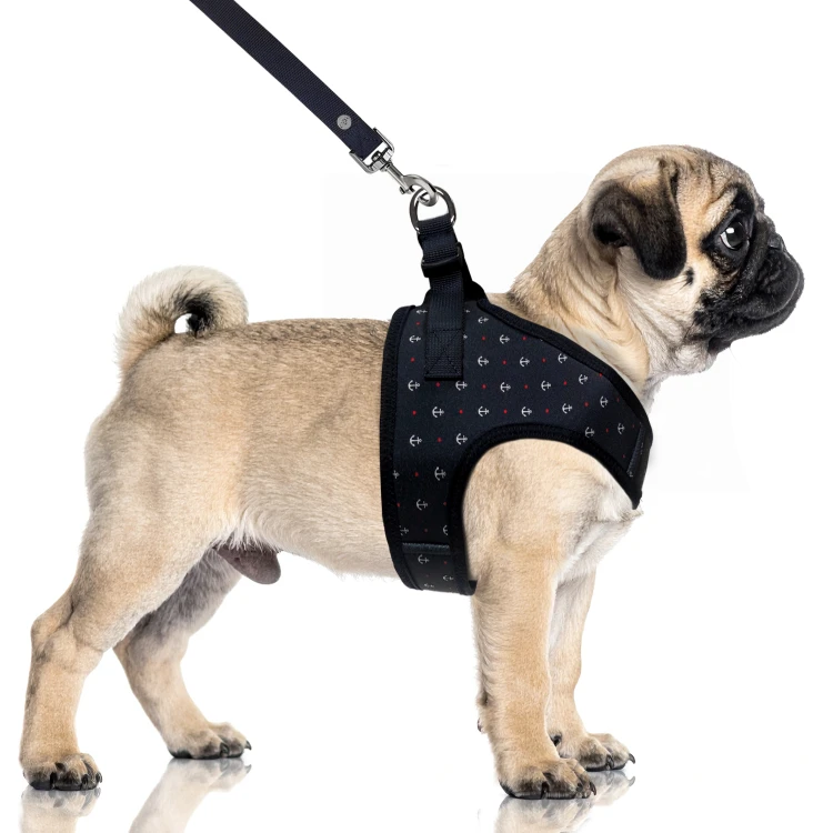 MP2358 - ZELIG Dog.jpg