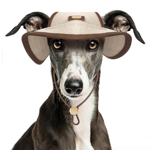MP2382 SUMBA Dog.jpg