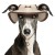 MP2382 SUMBA Dog.jpg