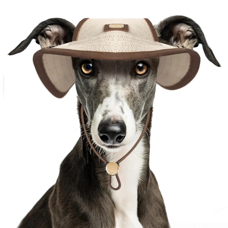 MP2382 SUMBA Dog.jpg