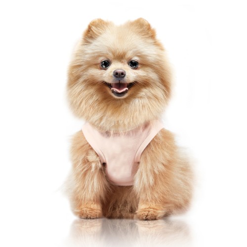 MP2378 - AZUMI Dog.jpg