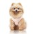 MP2378 - AZUMI Dog.jpg