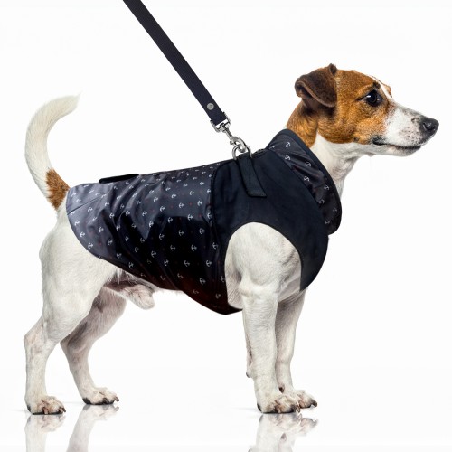 MP2372 - IVONIG Dog.jpg