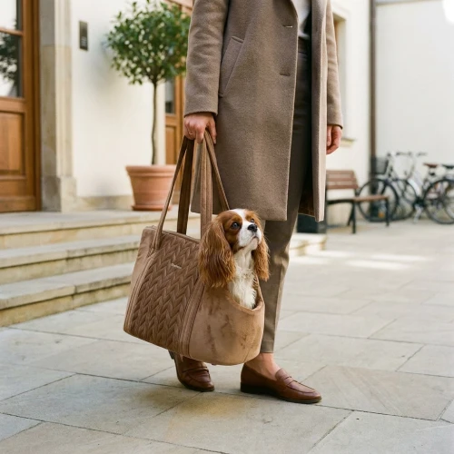 Cavalier in Bag.webp