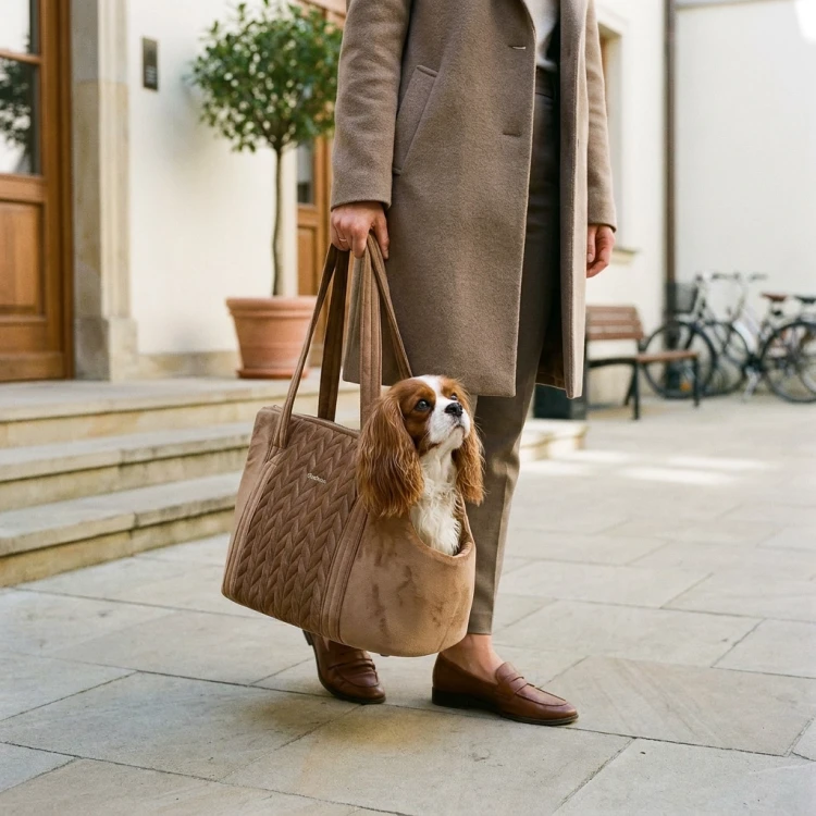 Cavalier in Bag.webp