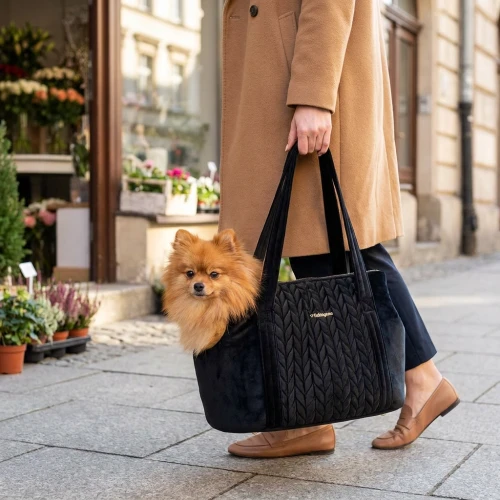 Pomeranian in Bag.webp