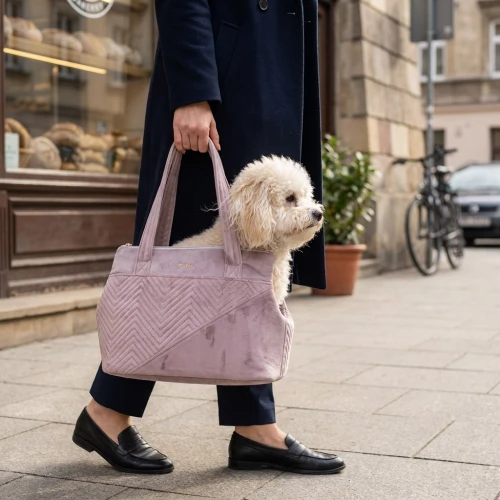 Bichon Frise Torba.webp