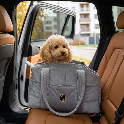 Toy Poodle Scene.webp