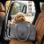 Toy Poodle Scene.webp