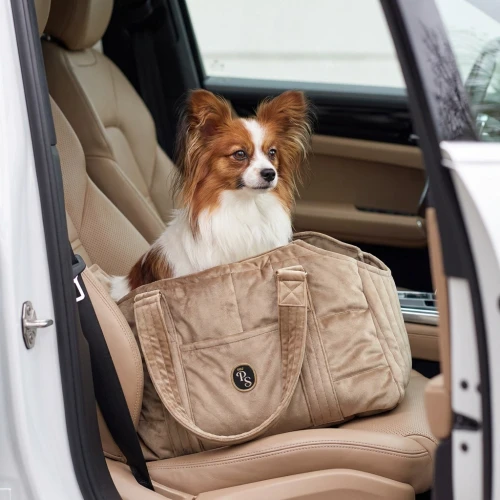 Papillon w torbie.webp
