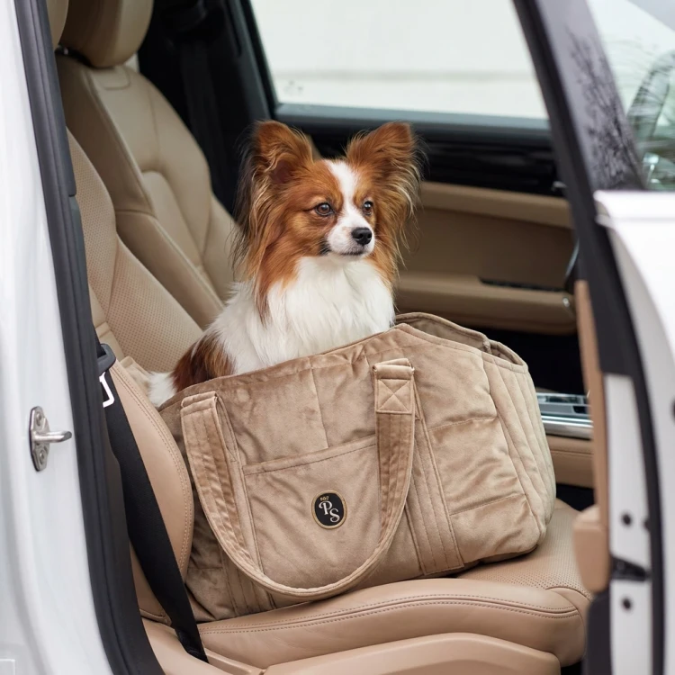 Papillon w torbie.webp