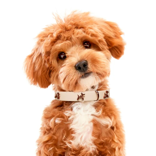 big_baloon_dog.webp
