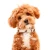 big_baloon_dog.webp